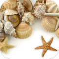 Sea shells Live Wallpaper