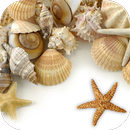 Sea shells Live Wallpaper APK