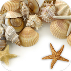 Icona Sea shells Live Wallpaper