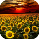 APK Sunflower Live Wallpaper