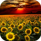 Sunflower Live Wallpaper أيقونة