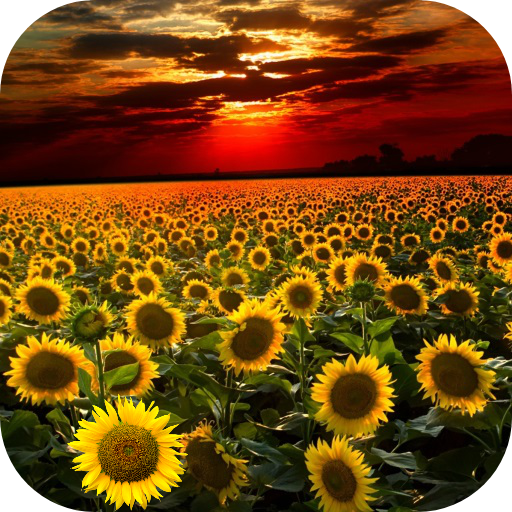 Sunflower Live Wallpaper