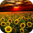 Sunflower Live Wallpaper-APK