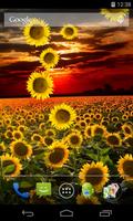 Sunflower Live Wallpaper โปสเตอร์