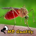 Mosquito Sounds