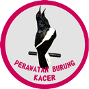 Perawatan Burung Kacer APK