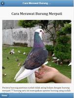 Cara Merawat Burung Merpati capture d'écran 1