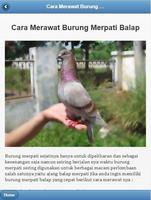 Cara Merawat Burung Merpati capture d'écran 2