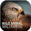 Wild Animal Wallpapers