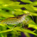 Amano Shrimp Care APK