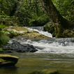 Naturally Water Live Wallpaper