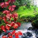 Nature Pond Live Wallpaper APK