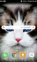 Blue Eyes Cat LWP screenshot 1