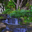 Blue Forest Water LWP-APK