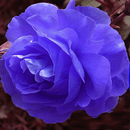 APK Blue Rose Swing LWP