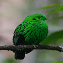 Cute Green Bird LWP APK