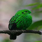 Cute Green Bird LWP icône