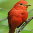 Cute Red Bird LWP simgesi