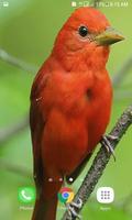 Cute Red Bird LWP Ekran Görüntüsü 1