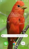 Cute Red Bird LWP Ekran Görüntüsü 2