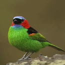 Colorful Bird Live Wallpaper APK