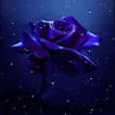 Dark Blue Rose LWP