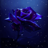 Dark Blue Rose LWP icône