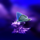 3d Butterfly Live Wallpaper APK