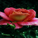 Dewy Shine Rose LWP APK
