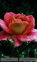 Dewy Shine Rose LWP โปสเตอร์