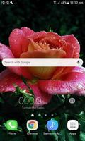 Dewy Shine Rose LWP ภาพหน้าจอ 1