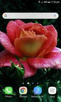 Dewy Shine Rose LWP ภาพหน้าจอ 2