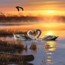 Evening Swan Love LWP APK