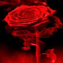 Fiery Red Rose LWP APK