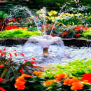 Flowers Park Fountain LWP APK