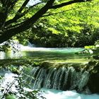 Forest River Live Wallpaper icône