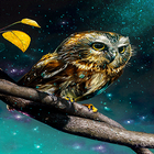 Golden Owl Live Wallpaper icône