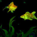 Golden Fishes Live Wallpaper APK