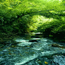 Green Forest River LWP APK
