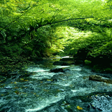 Green Forest River LWP icon