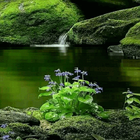 Green Nature Live Wallpaper icône