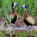 Lovely Ducks Live Wallpaper APK