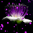 Purple Hearts Flower LWP APK