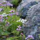 Purple White Flowers LWP-APK