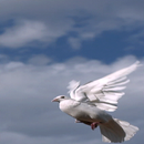 APK Pigeon Flying Live Wallpaper