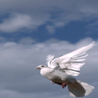 Pigeon Flying Live Wallpaper icon