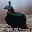 Rainy Blue Bird LWP-icoon