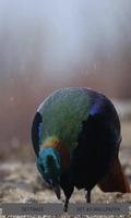 Rainy Blue Bird LWP-poster