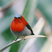 Red Bird Live Wallpaper