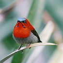 APK Red Bird Live Wallpaper